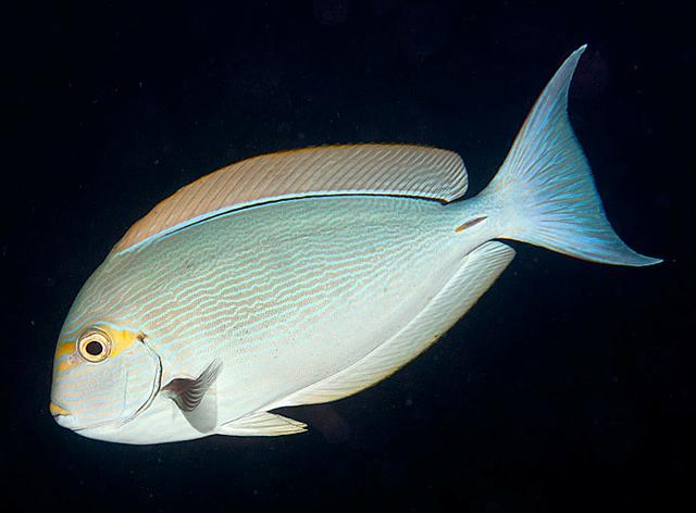  Acanthurus mata (Elongate Tang/Surgeonfish)